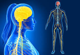 A picture of the brain and nervous system of a person